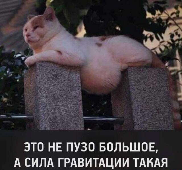 Бредзона