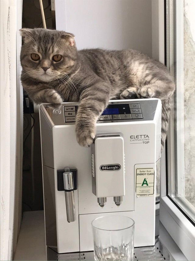 Котовторник. Знакомьтесь, Мася