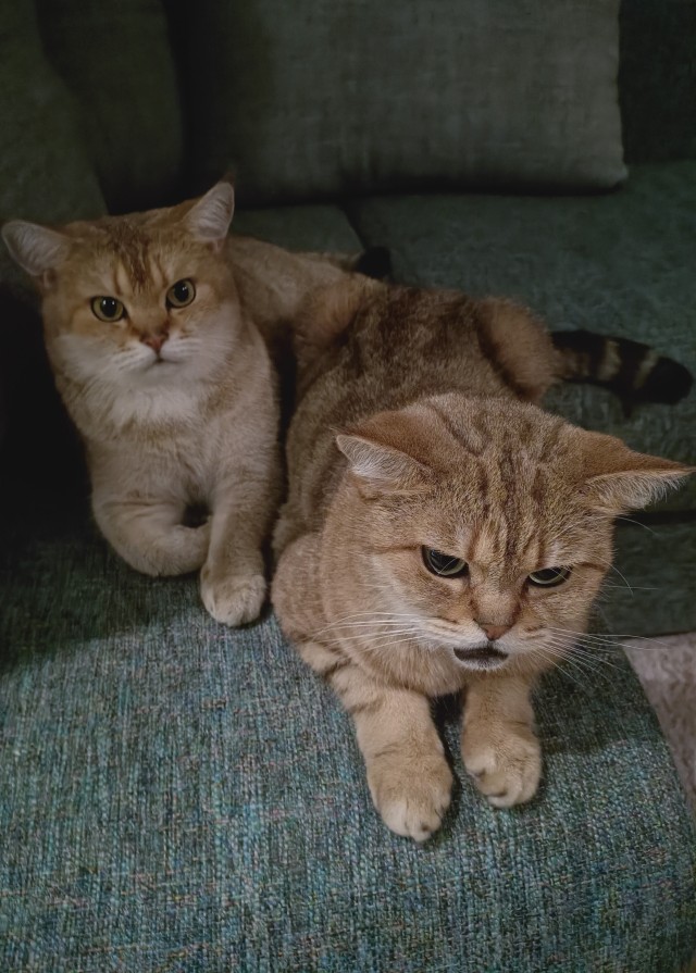 Котовторник 17.11.20