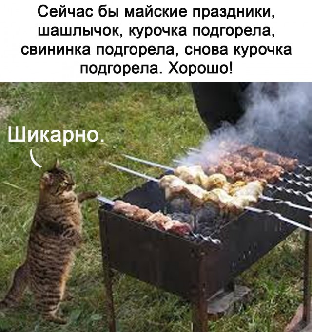 Картинки с надписями и котами