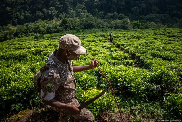 Уганда: самая настоящая Африка с гориллами и носорогами!