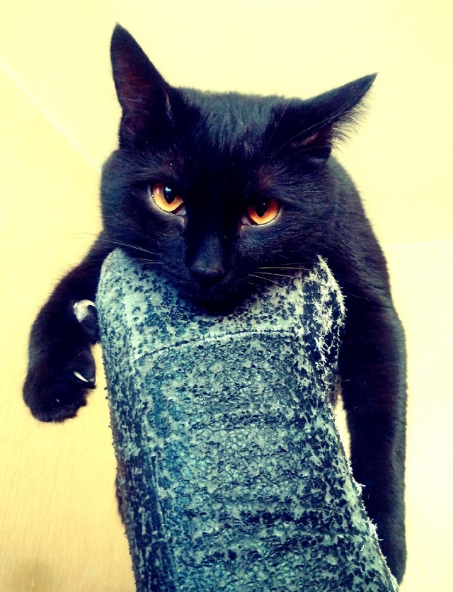 Котовторник же!