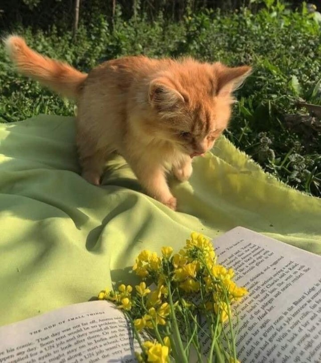 Подборка всякой живности