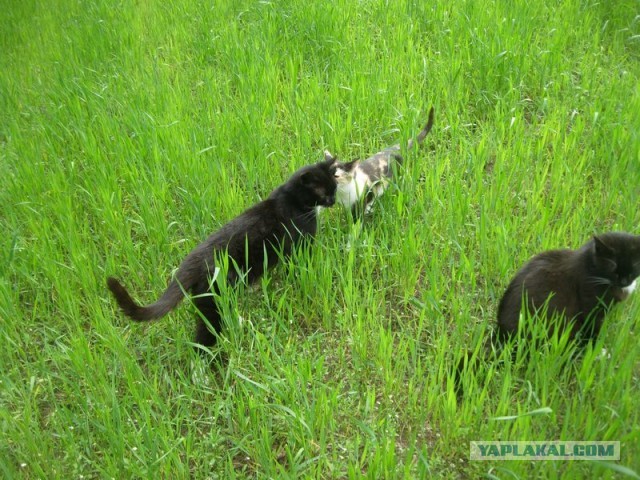 Жизнь домашнего приюта для котеек 344