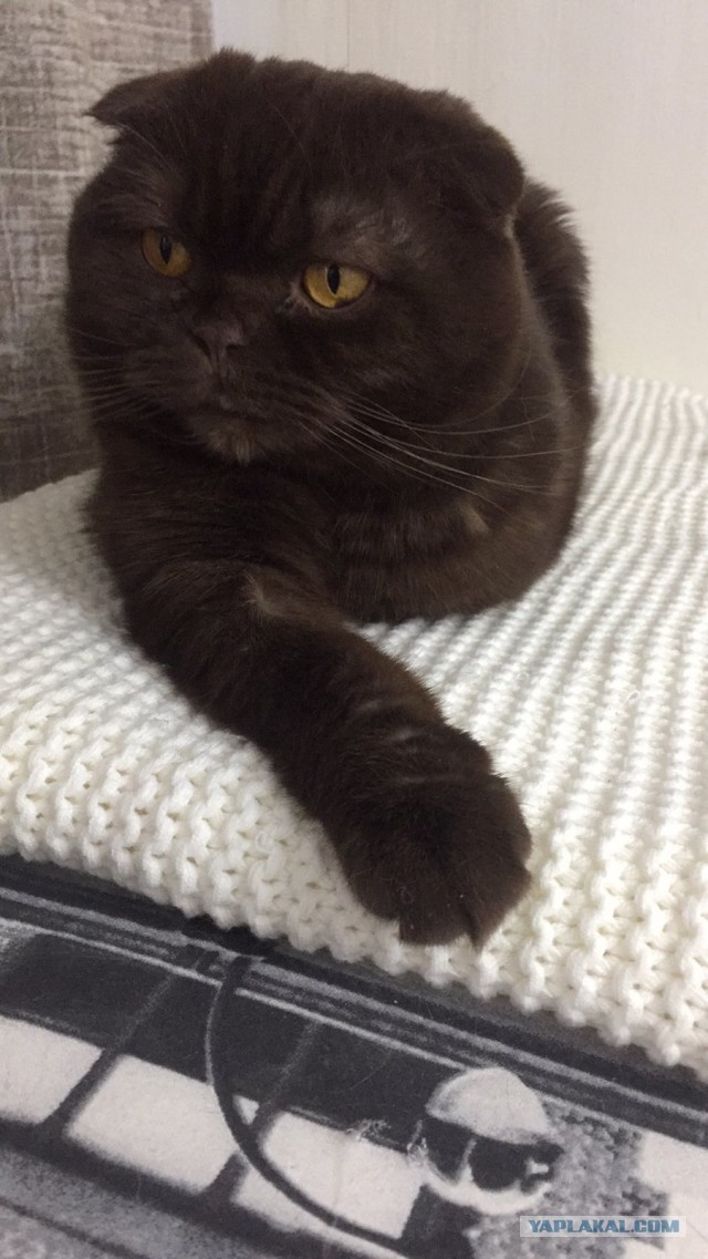 Хоба! Котовторник!