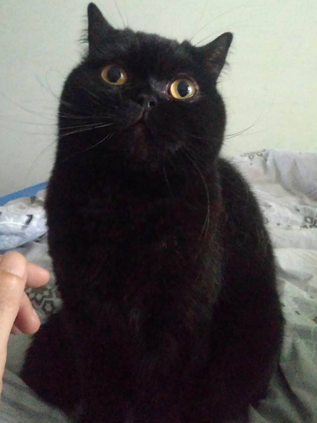 Кот Василий