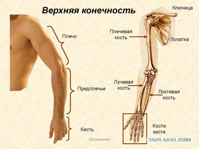 Не спорь с бабушкой...