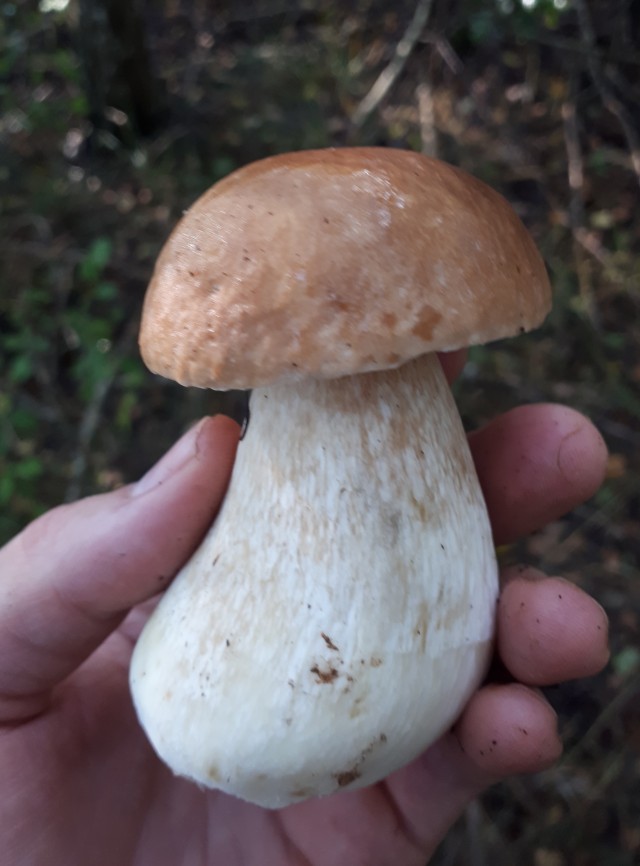 Дачные грибочки