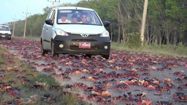 Полчища красных крабов захватили остров Рождества в Австралии