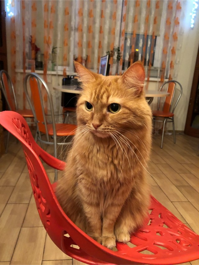 Первый котовторник 2022