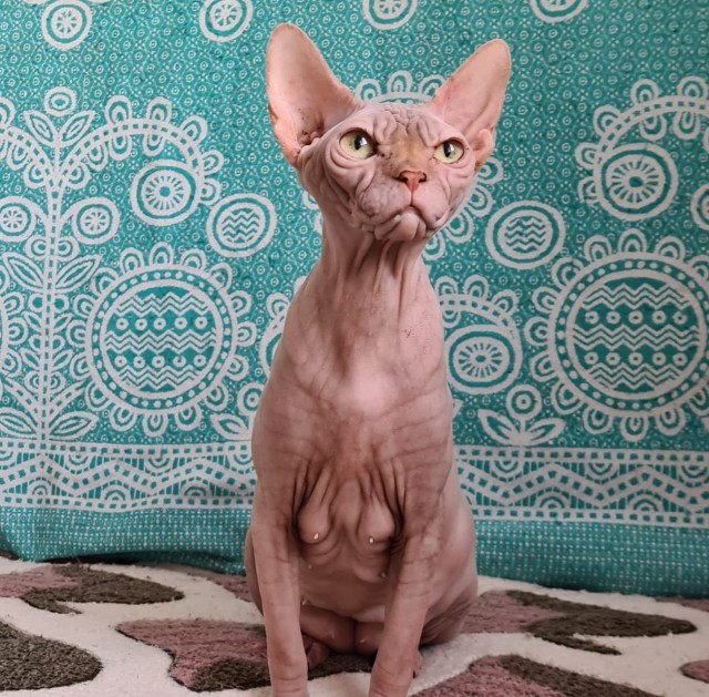 Котоленд. Два сфинкса и шотландская красотка в поисках дома!