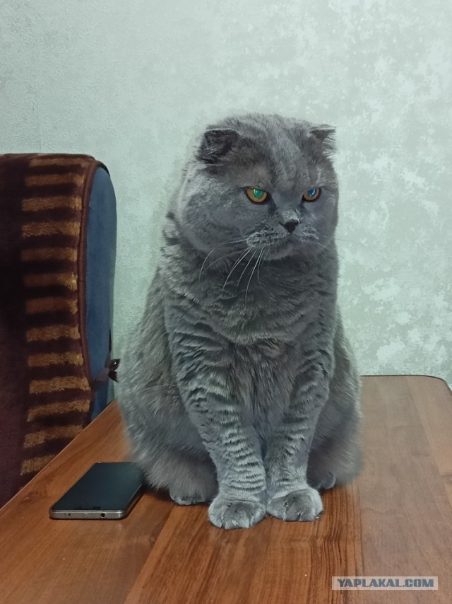 Я понимаю, что не котовторник.