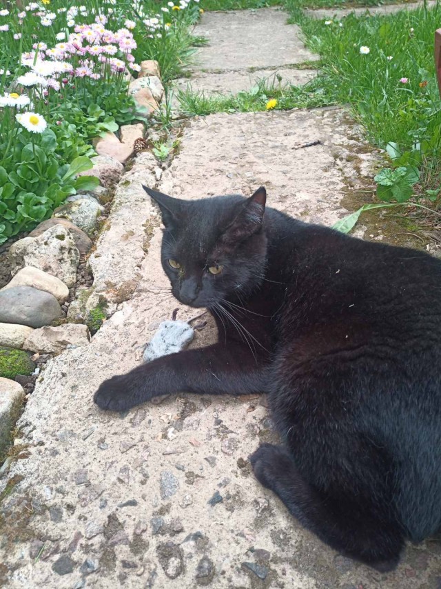 Котовторник. Немного сицилийских котов.