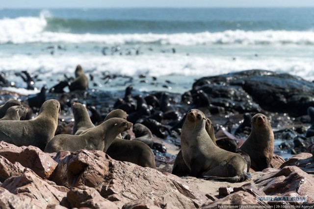 Берег скелетов...