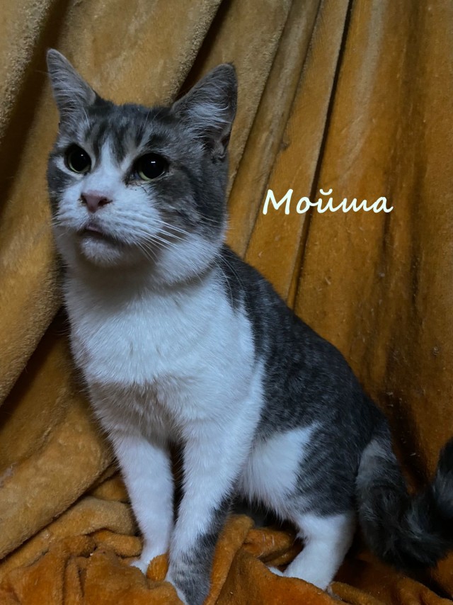 Жизнь домашнего приюта "Котоленд" 363