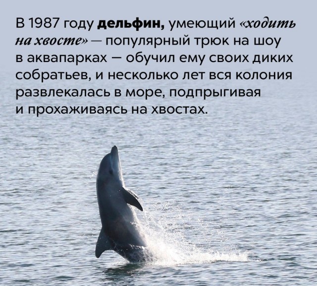 Подборка бесполезных,но интересных фактов.