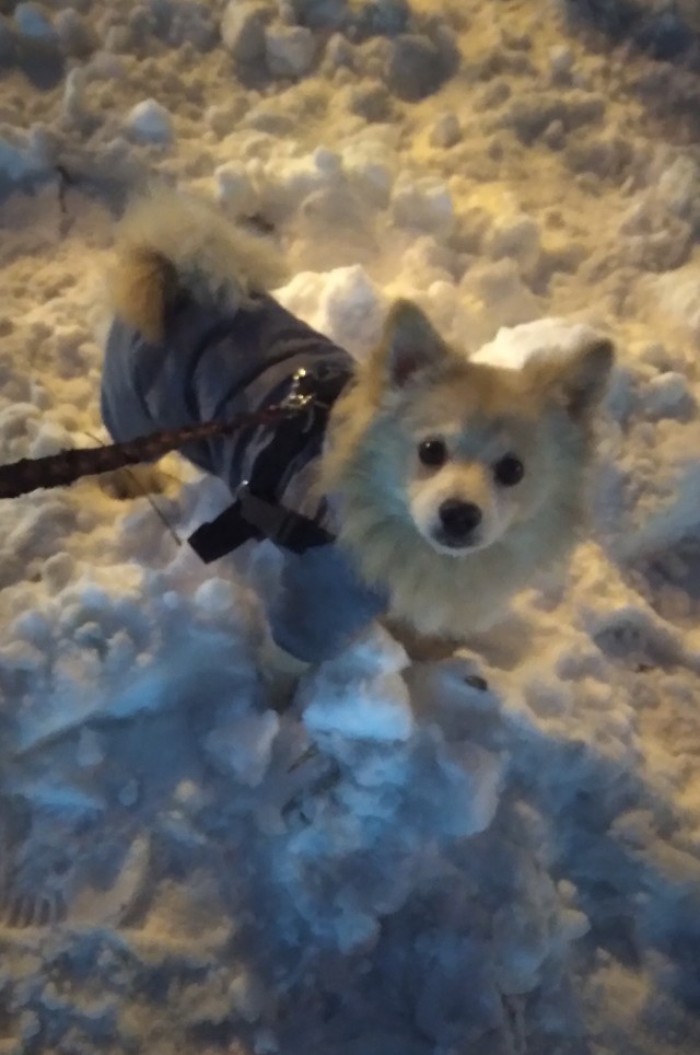 Мой песель по кличке Пуфик