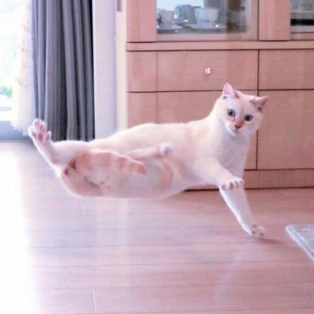 Котэ не ищет легких путей