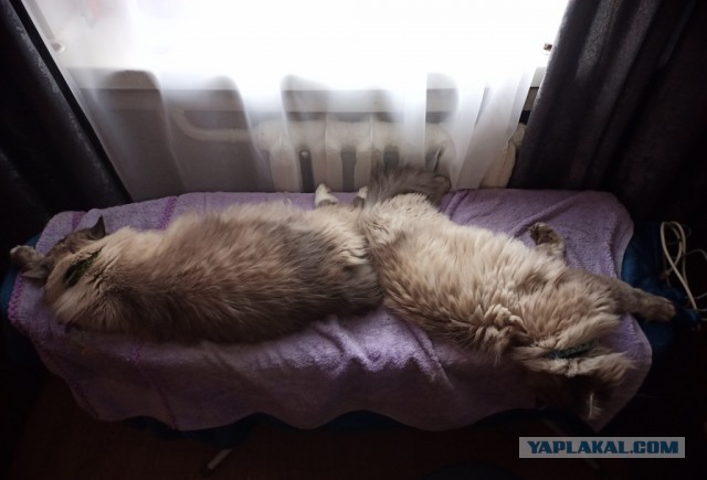 Котовторник