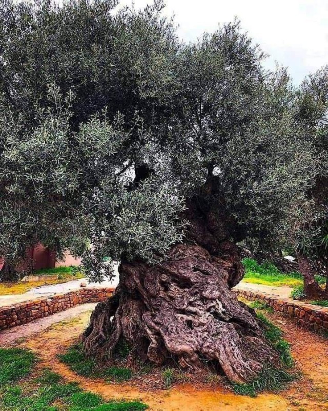 Самое старое оливковое дерево в мире