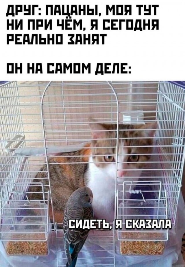 Картинки и мемы, всяко разно - 181