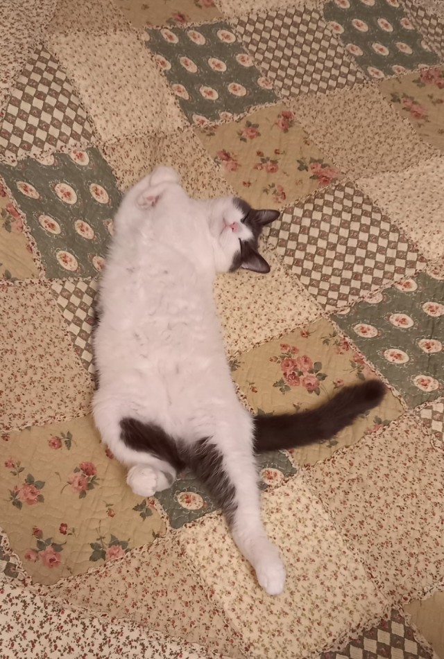 Коты - мастера на все лапы