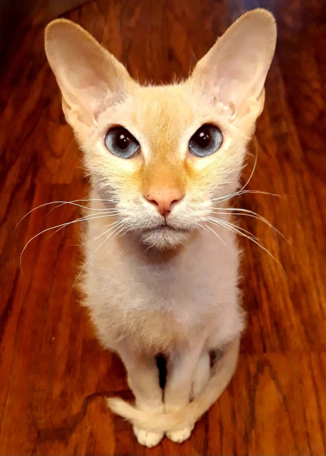 Начинаем котофторник?