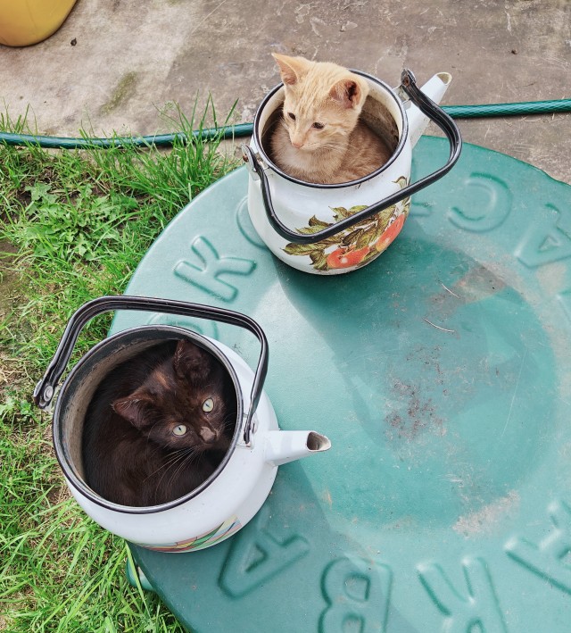 Ненужный кот