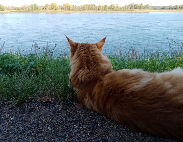Котовторник Рыжих
