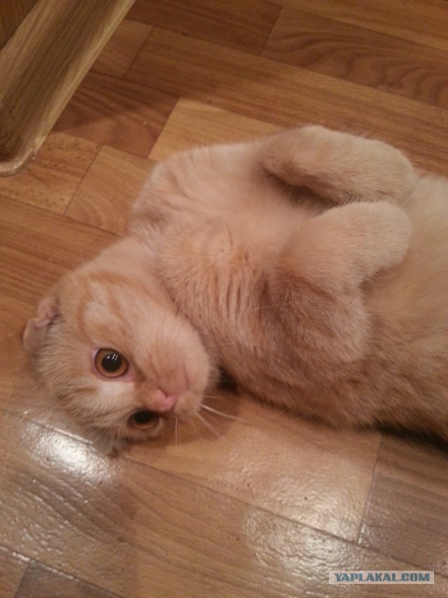 Котовторник 30.04.2013