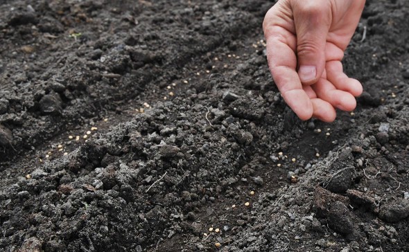 Крупнейший в России завод томатной пасты столкнулся с нехваткой семян