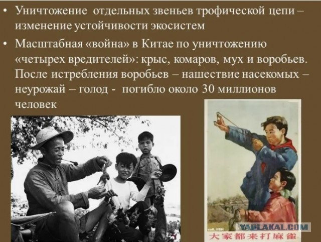 В Краснодарском крае пасечник натянул сетку, чтобы птицы не охотились на его пчел.