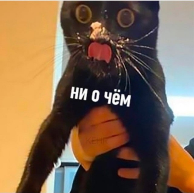 Мы с котом вдвоём