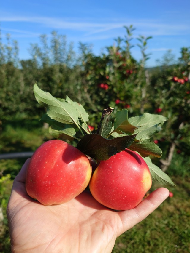 Яблоки. В ФРГ