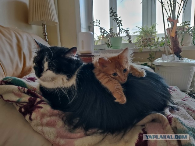 Котовторник 31.12.2024. Последний котовторник года