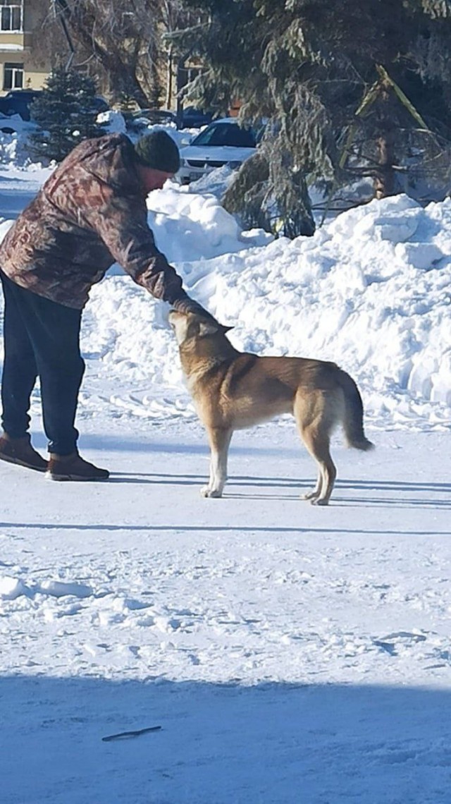 Кузбасский пес пробежал 60 километров, пытаясь найти старого хозяина