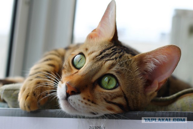 О бенгальских котах на наглядном примере