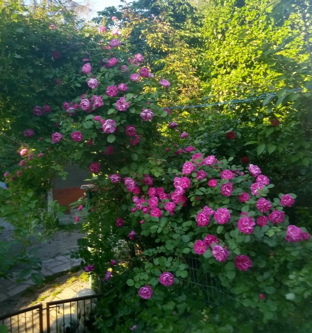Роза-брюква
