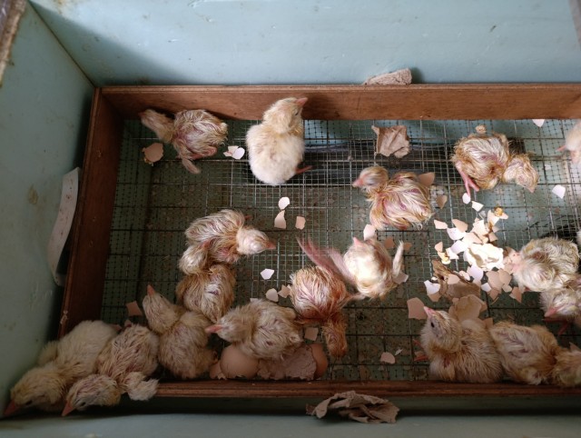 Купила яйца, а получила курятник.