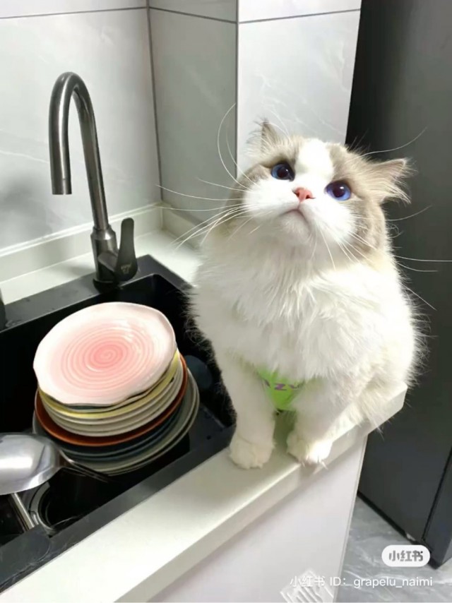 Кот