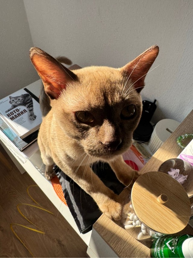 Котовторник 21.10.2025