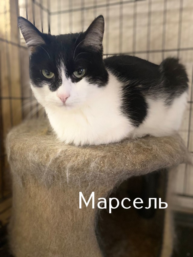 Жизнь домашнего приюта "Котоленд" 516