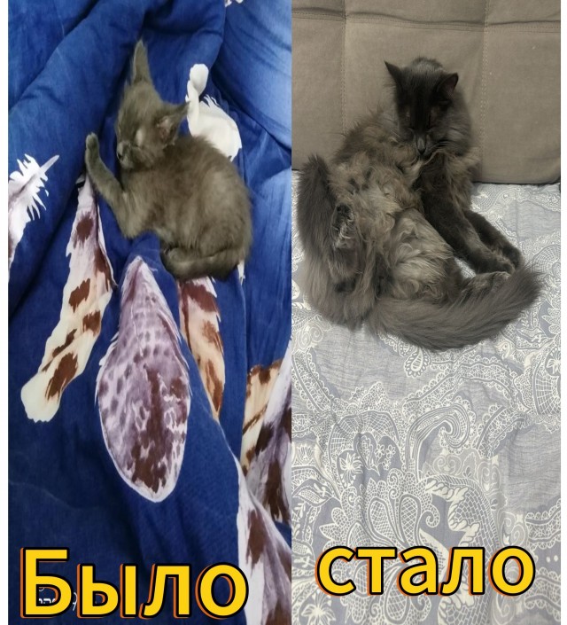 Котик с помойки