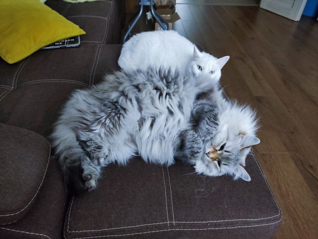 Котовторник же!