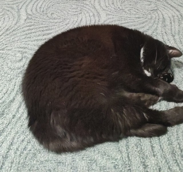 Прощаюсь с котом