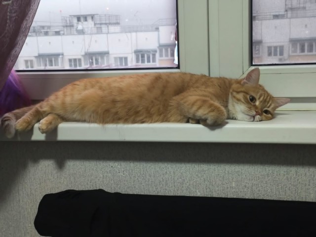 Мой кот