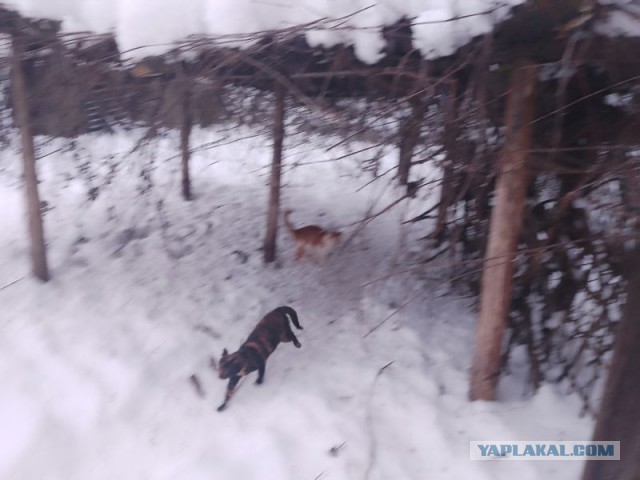 Жизнь домашнего приюта для котеек 569