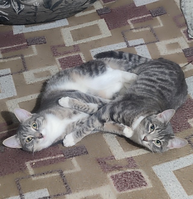 Котофторник жеж