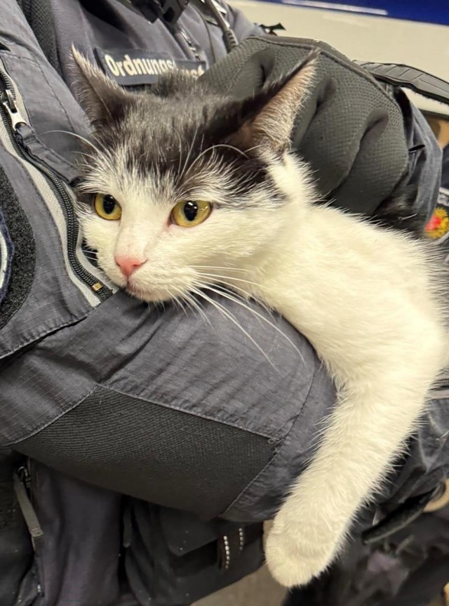Кошка катается на поезде в Бремен, а курица уехала в Мюнхен. Животные с тягой к путешествиям
