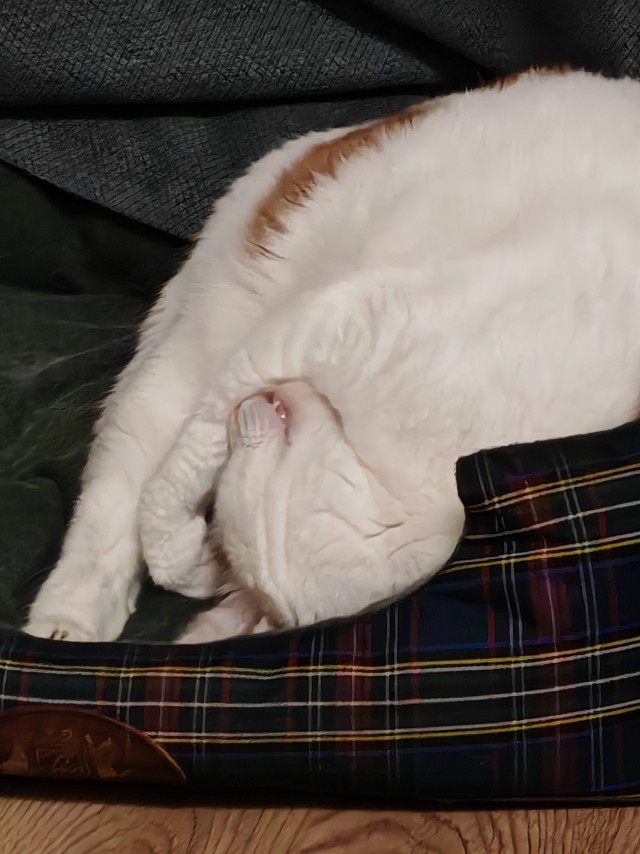 Котовторник 24.02